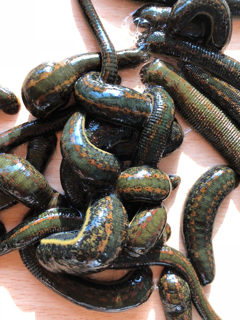 Medicinal leeches 'are the wrong kind'