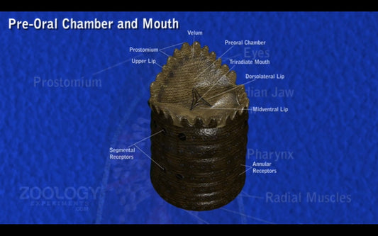Video: Leech digestive system
