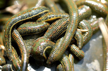 Medical leeches 38 Case Report: Positive outcome of Hirudotherapy for venous congestion