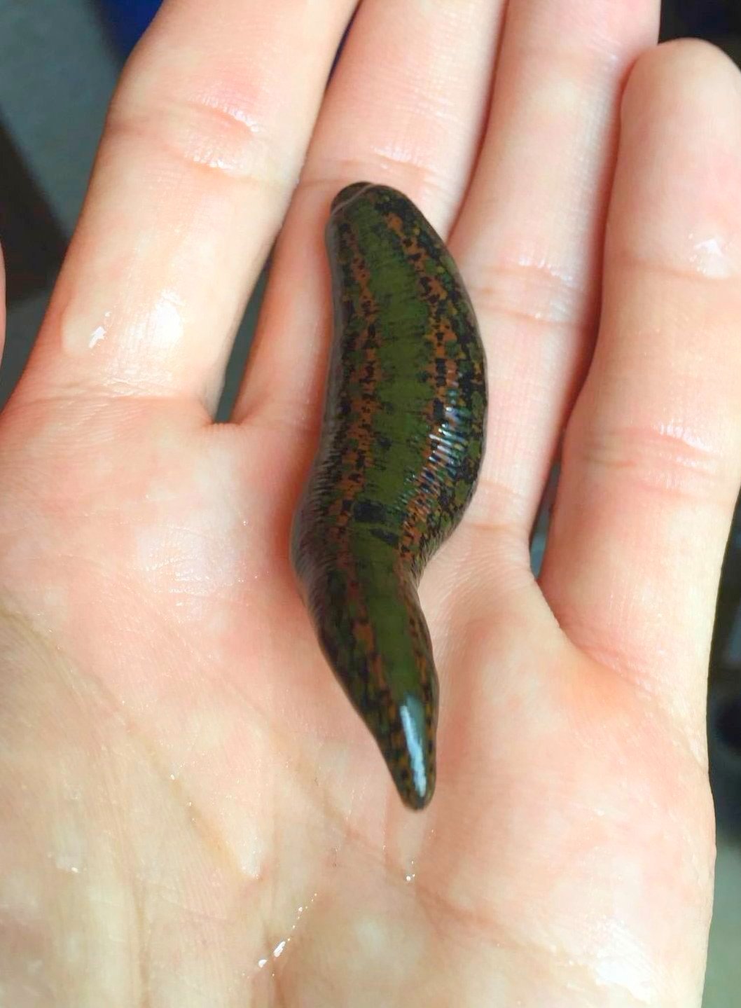 LARGE Medical Leech