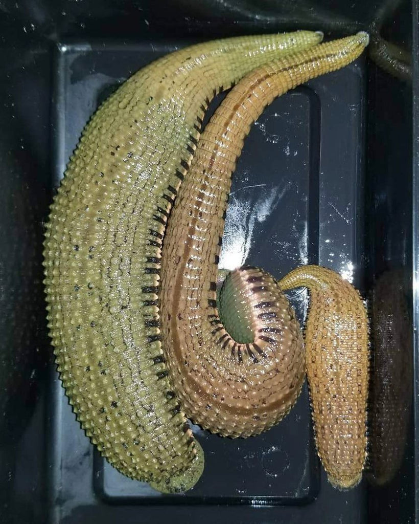 3 Asian Buffalo Leeches