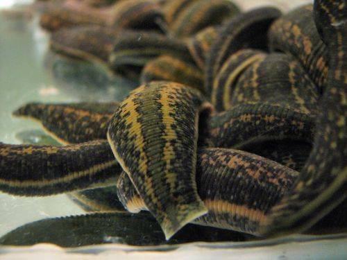 16 Large Size Leeches