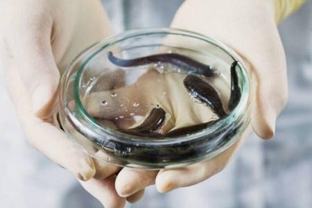 6 Hirudo Leeches Large-Size