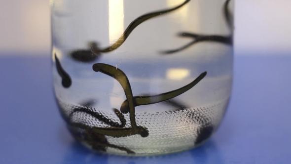 13 Leeches Mixed-Size
