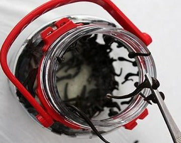 150 Mini-Sized Live Leaches