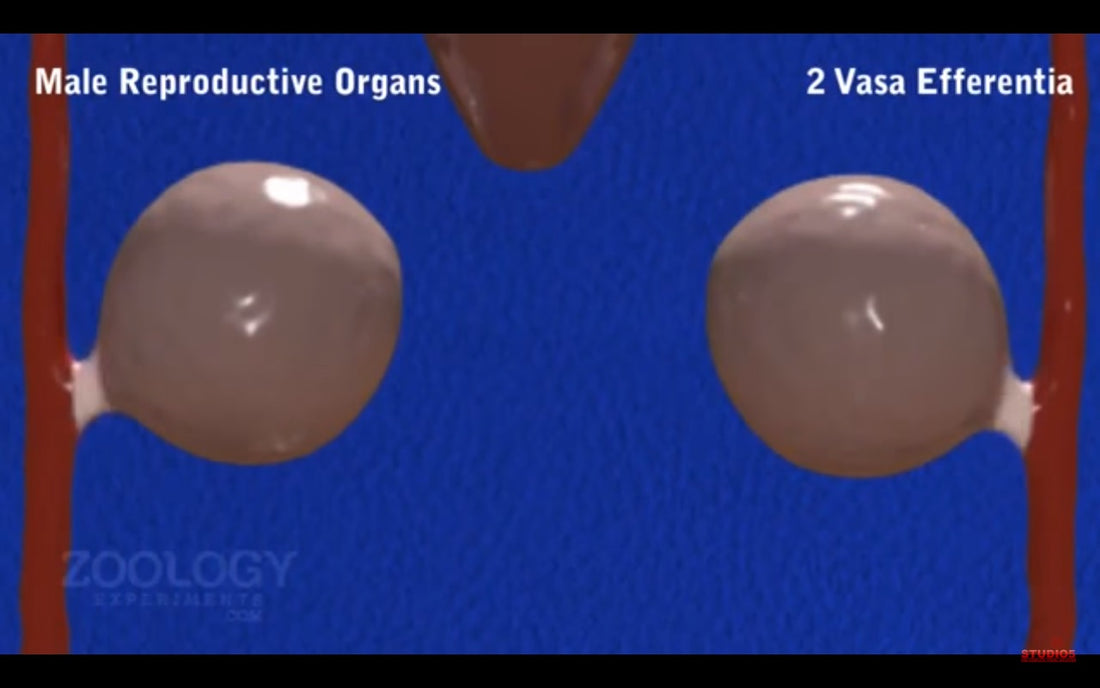 Video: Biology Animation - Leech Reproductive System