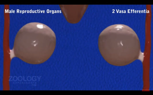Video: Biology Animation - Leech Reproductive System
