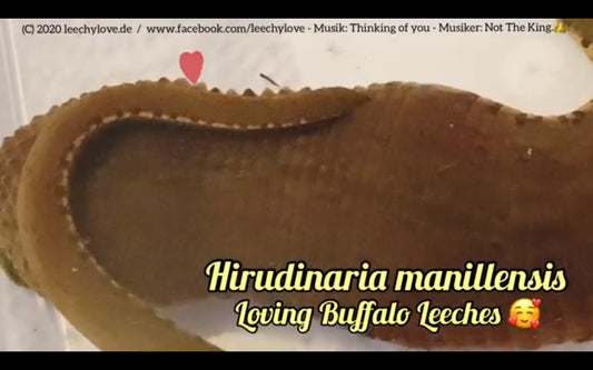 Video: Hirudinaria manillensis - Buffaloleech, Büffelegel - juvenile mating - leechkeeping