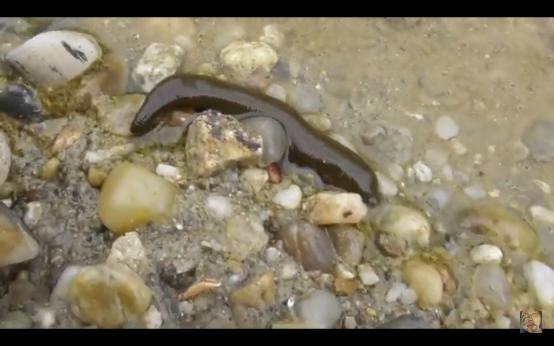 Video: Hirudo medicinalis in the wild