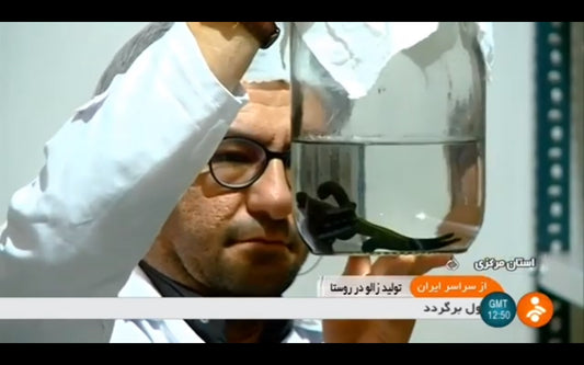 Video: Iran Medicinal Leech farming, Farahan county