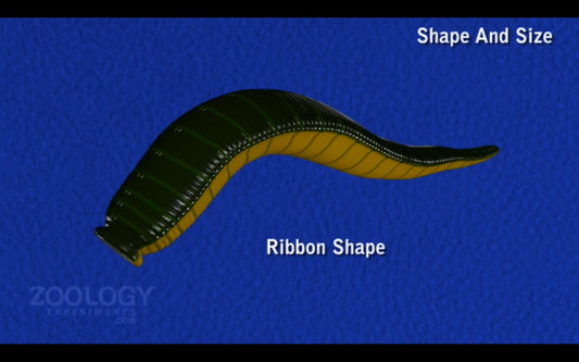 Video: Leech; external characters - morphology