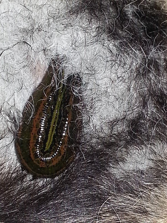 Leech therapy on dogs