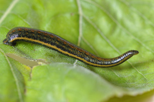 Leech therapy to combat and alleviate local pain syndromes