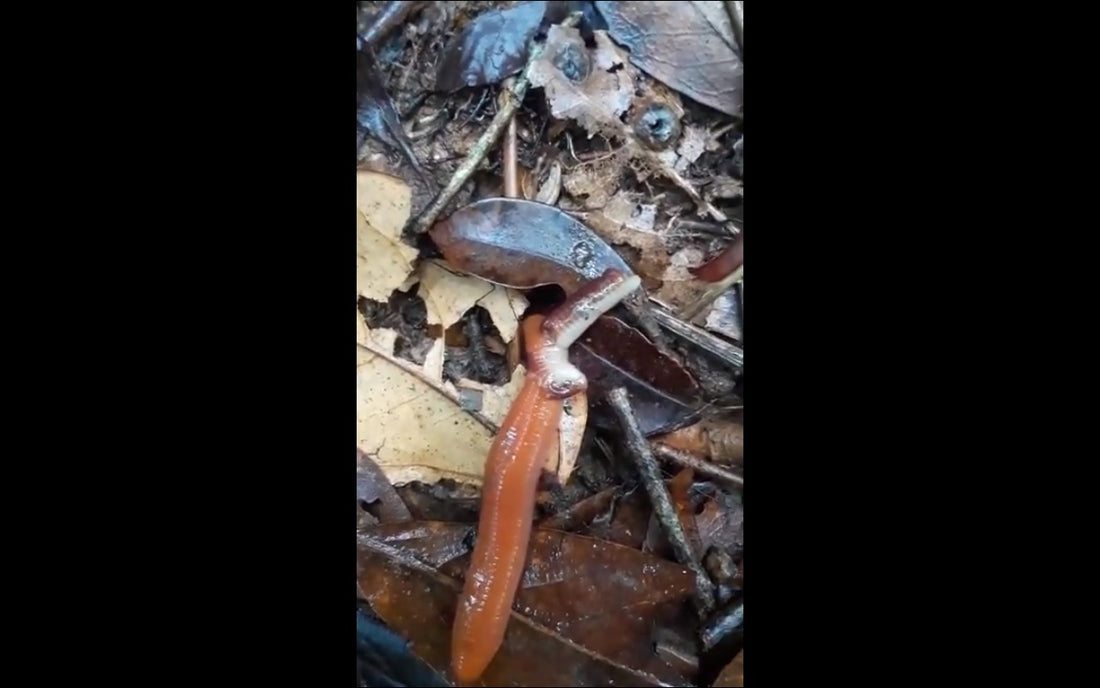 Video: Várias espécies de sanguessugas, Brasil