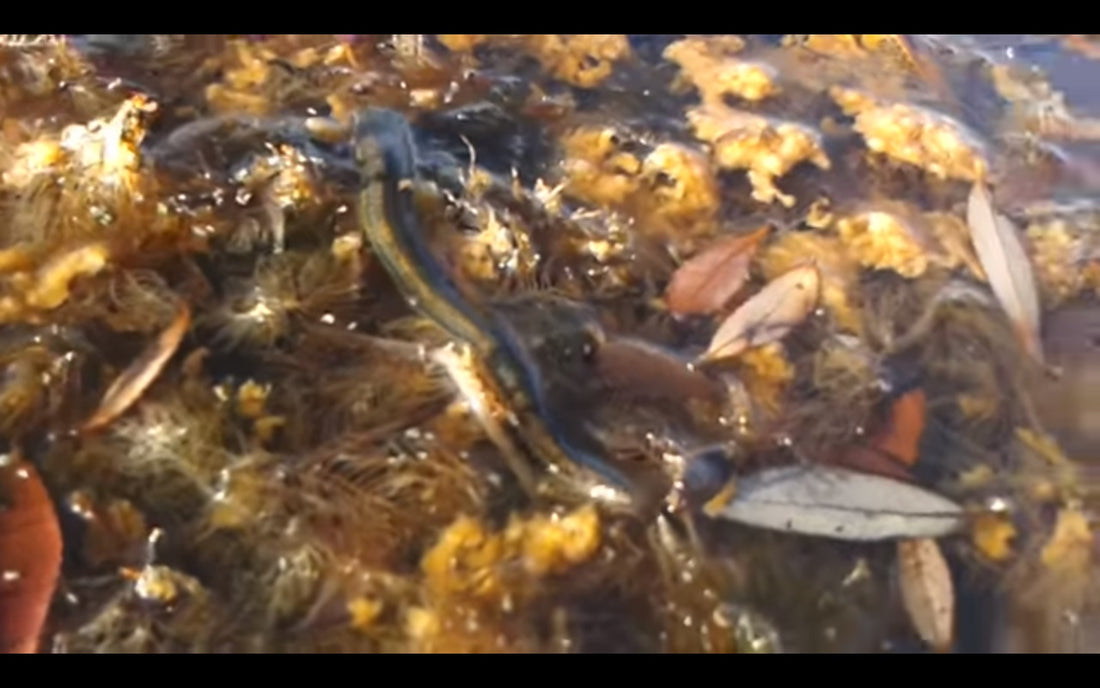 Video: The Medicinal Leech (Hirudo verbana) Crawls and Swims