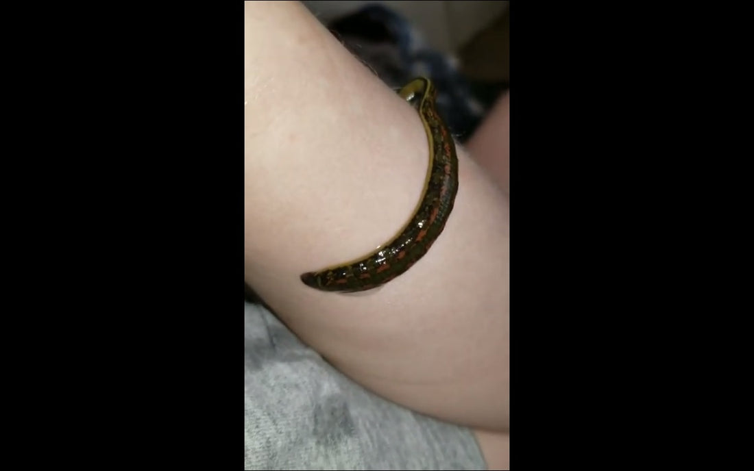 Video: Hirudo Verbana (Hungarian Leech) feeding time