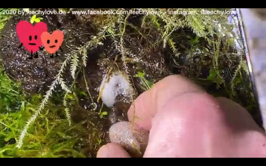 Video: Leeches and Cocoos