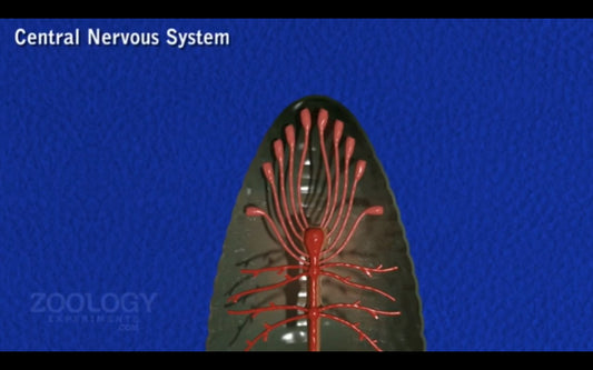 Video: nervous system of the Leech
