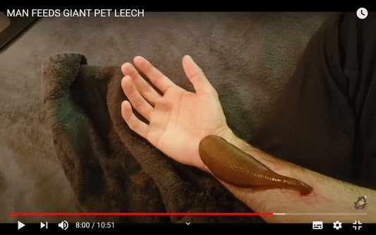 Video: Pet Leech Getting Fed