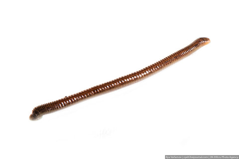 Cosmetic Small Leeches