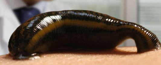 Medium Live Medicinal Leeches