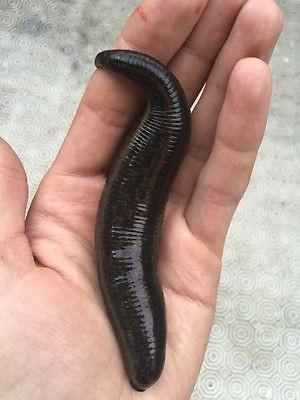 Leeches For Sale. Alive Hirudo Medicianalis