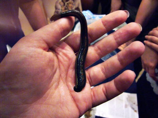 Medical Leeches for Hirudotherapy & Leech Therapy