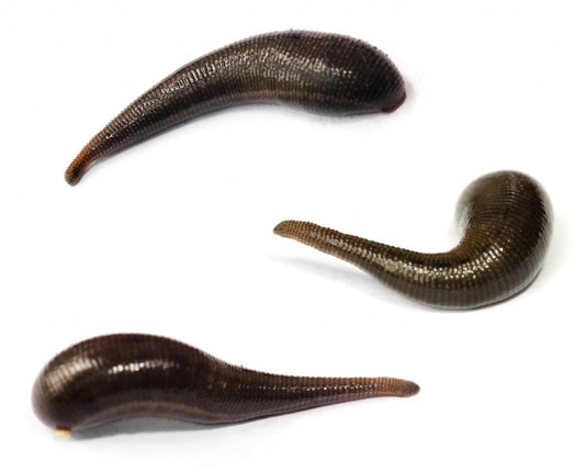 Pet Leech Pack (10)