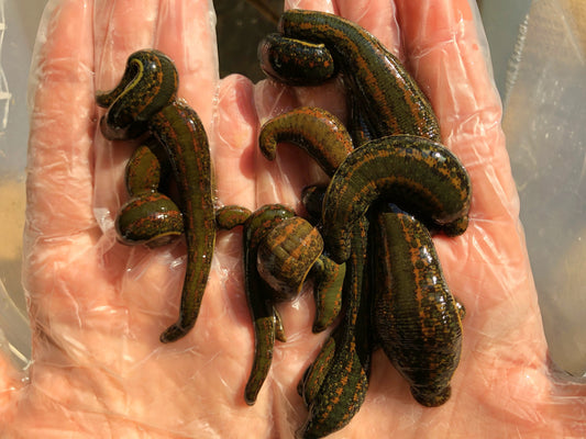 15 Mixed Size Hirudo Leeches