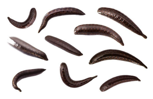 Leech Wholesale 300 Live Leeches