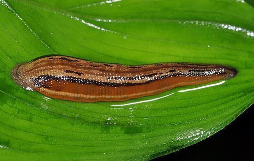 Asian Tiger Leech- 1