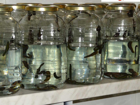 70 Hirudo Leeches for Sale Small-Sized
