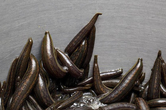 65 European Leeches