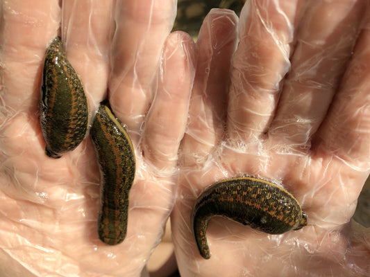 3 Jumbo Hirudo Leeches