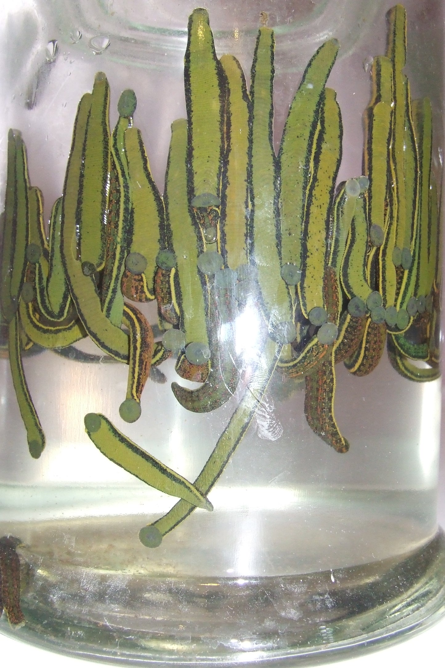 100 Hirudo Medicinalis Leeches