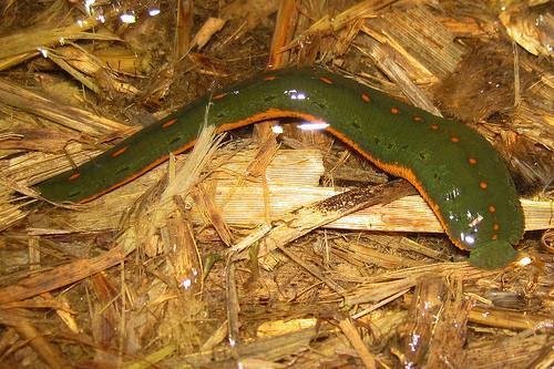 50 North American Leeches