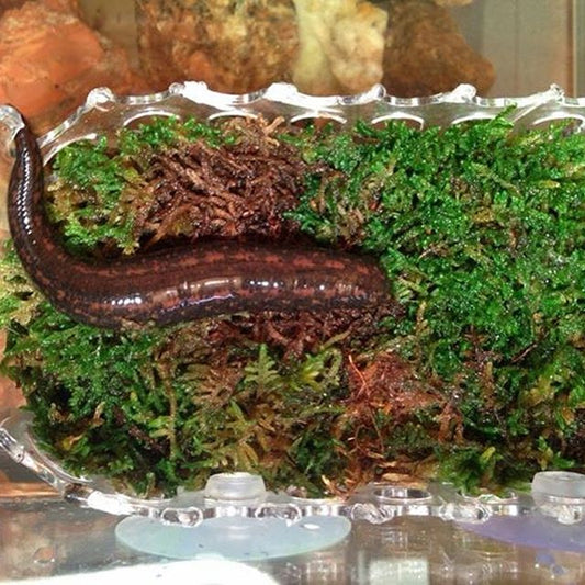 Pet Live Leech Hirudo Verbana