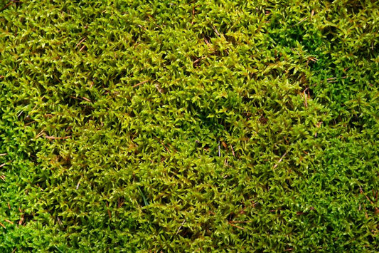 Moss for Hirudo Leeches