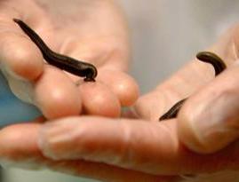 2 Hungarian Leeches Large-Size