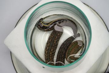 4 Hirudo Leeches - Large , Big Size