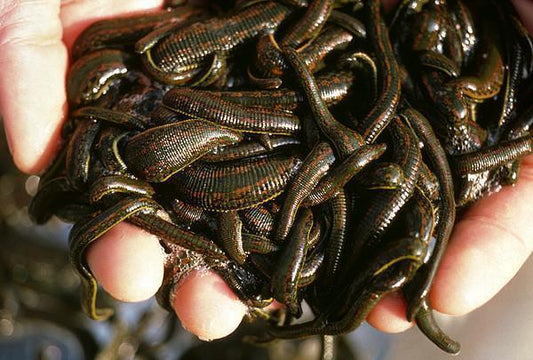 180 European Live Leeches