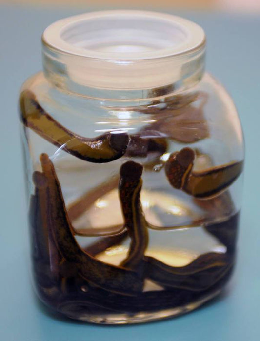 8 Large Hirudo Leeches