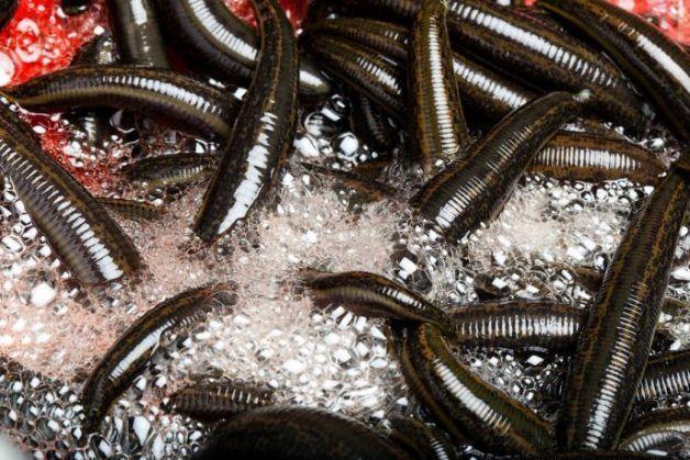 180  Leeches Large-Size