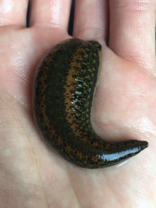 Jumbo Medical Leech