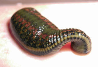 Large Medical Leech