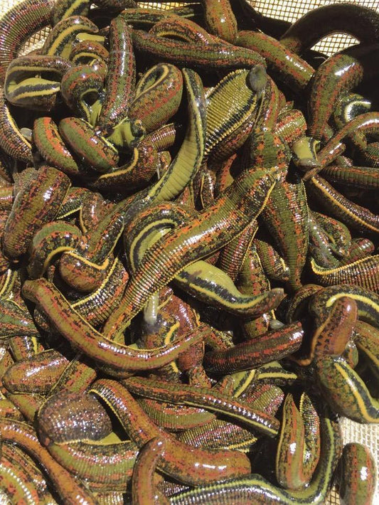 200 Live Leeches