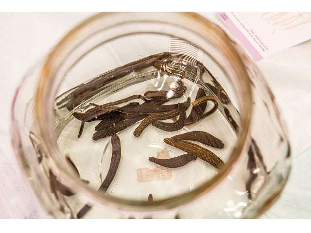 20 Live Medical Leeches Mixed-Size