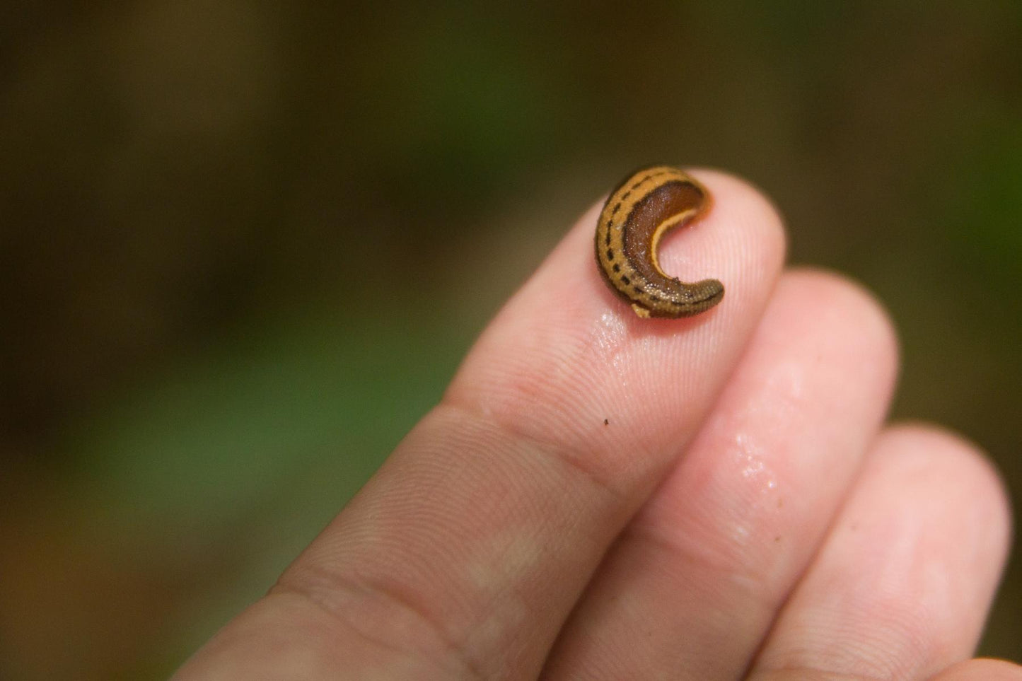 Leech Pharm Starter Package (63 Sterile Leeches)