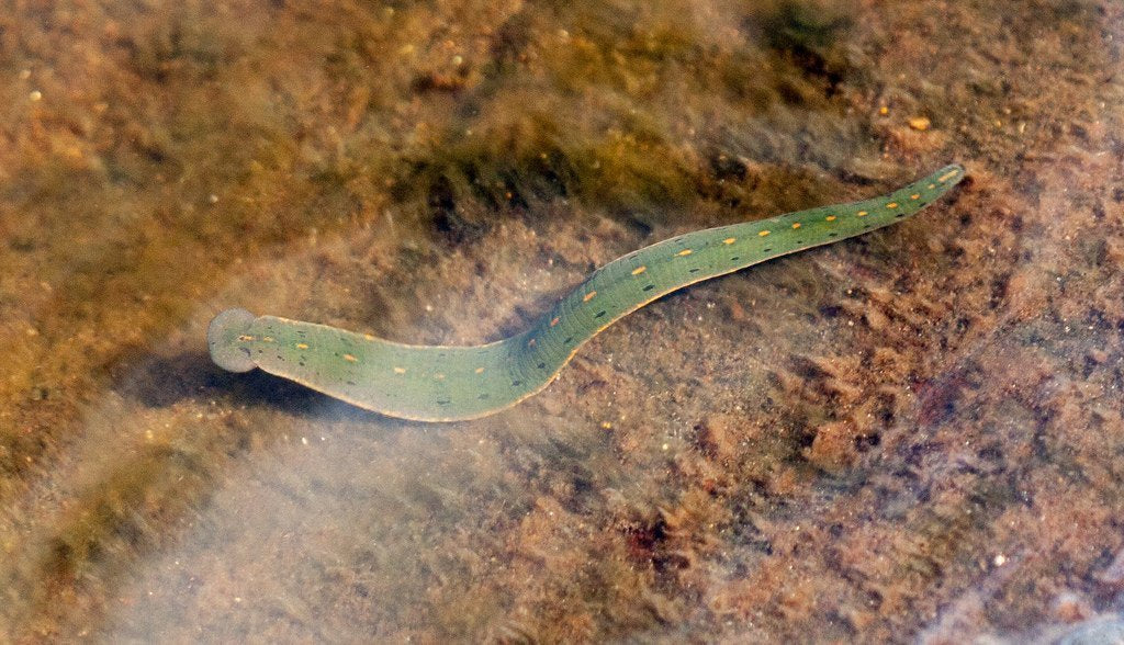 50 North American Leeches