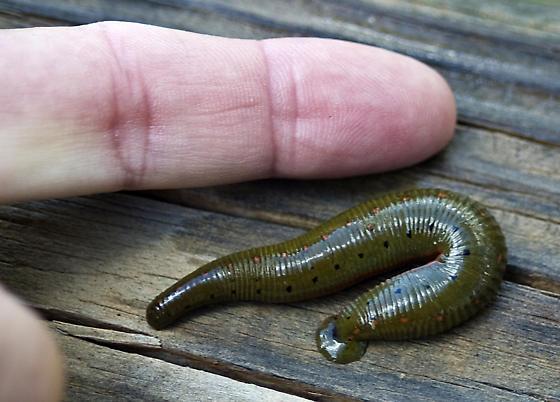 50 North American Leeches